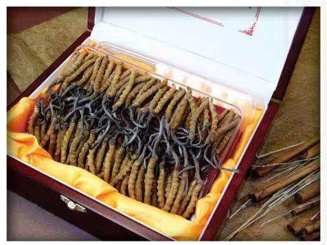 新和冬虫夏草回收